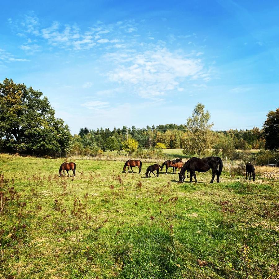 Koziula - Domki I Lesne Spa Na Kaszubach Przywidz  Buitenkant foto
