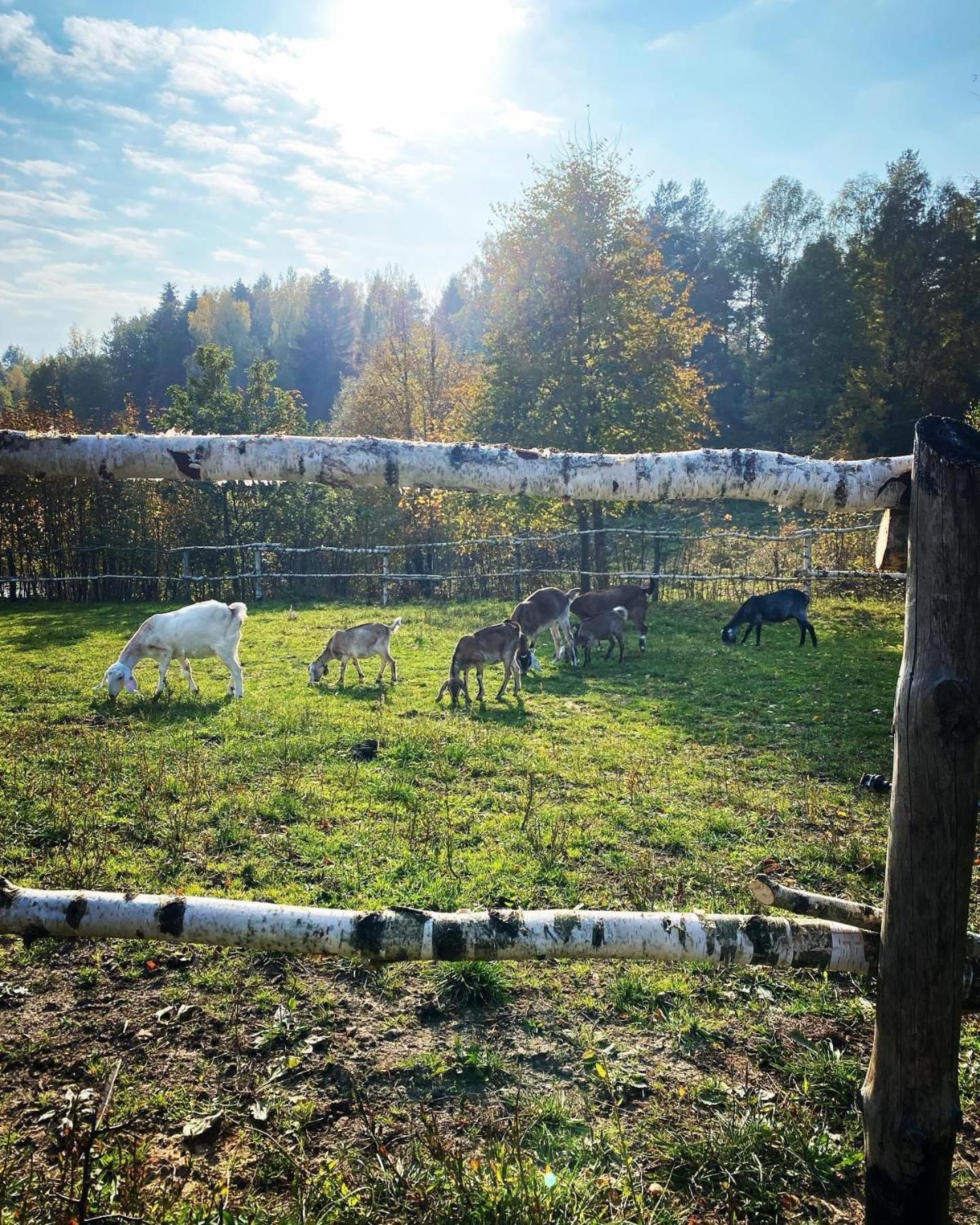 Koziula - Domki I Lesne Spa Na Kaszubach Przywidz  Buitenkant foto