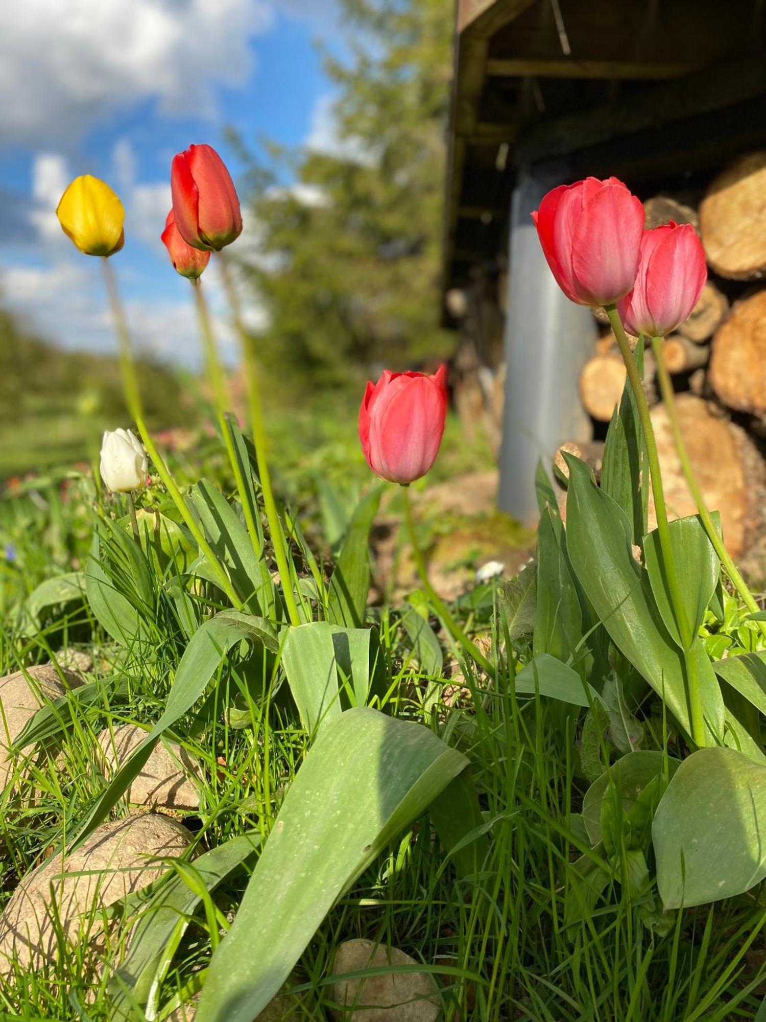 Koziula - Domki I Lesne Spa Na Kaszubach Przywidz  Buitenkant foto